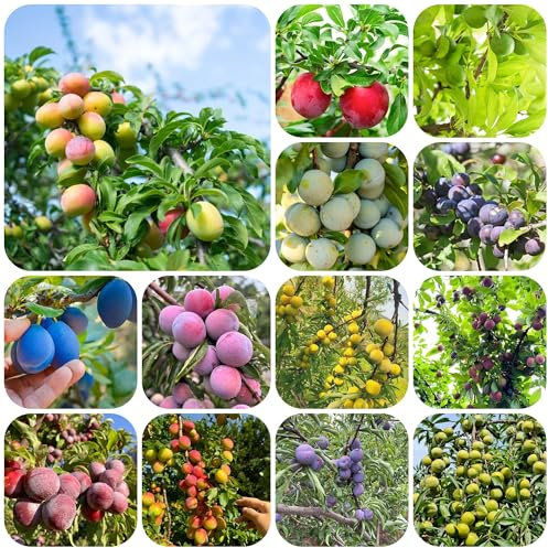 zwetschgenbaum samen, obstbaum bio saatgut baum garden spalierobst pflanzen für sonnige plätze balkonpflanze exotische früchte frühlingsblumen garten pflanzensamen alte sorten 40pcs