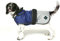 Danish Design Battersea Dogs Home Blau 2 in 1 Sommer und Winter Herausnehmbares Futter Wasserdicht Winddicht Hundemantel Welpenmantel 14 Zoll 35 cm