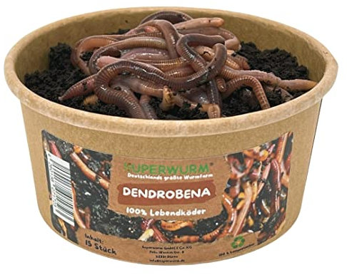 15 Stück Dendrobena Größe M-XL | 100% kompostierbare Köderdose - hoch aktive Angelköder - Lebendköder - Dendrobena
