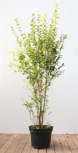 Goldliguster 125-150 cm Topf Ligustrum ovalifolium Heckenpflanze winterhart