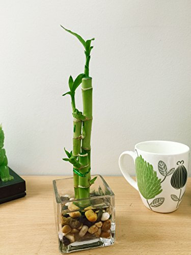 Easy Plants Bambou porte-bonheur arrangé dans un vase carré en verre avec galets - Bonsaï d'intérieur pour Feng Shui