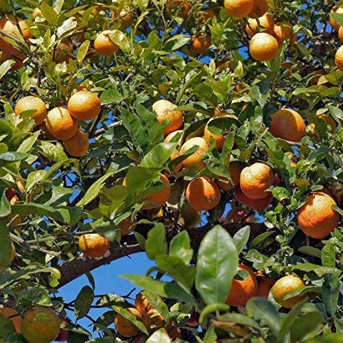 Suttons Lime (Citrus limonia) Rangpur Plant, Ideal for Patio, Heated Greenhouse, Conservatory, 1 x 5-Litre Potted Tree