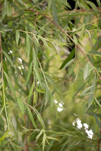 Trauerweide Salix alba Tristis 100-150 cm Solitärbaum winterhart