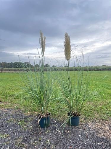 1 x Pampasgras (Cortaderia selloana) weiß 60-70cm im Topf | winterhart & mehrjährig | Ziergras für Garten, Kübel & Sichtschutz | sofort pflanzbar