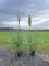 1 x Pampasgras (Cortaderia selloana) weiß 60-70cm im Topf | winterhart & mehrjährig | Ziergras für Garten, Kübel & Sichtschutz | sofort pflanzbar