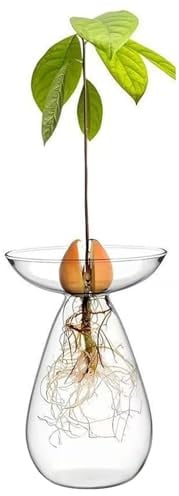 Avocado-Samen-Starter-Vase, klares Glas, Avocado-Vase, Pflanzgefäß, Hydrokultur-Pflanzen, Wachstumstöpfe, kleines Baum-Anzuchtset für die Dekoration im Innenbereich, Zuhause, Büro