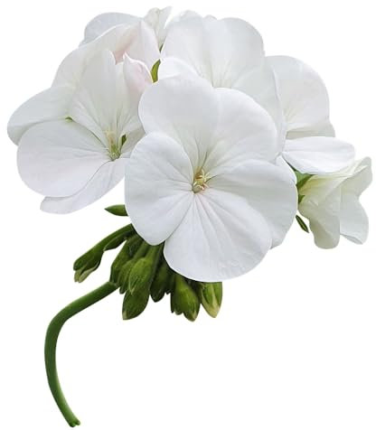 Geranium Plants, 'White', 20 x Full Plant Pack, Bedding Plants, White Geraniums, Garden Ready and Ready to Plant, Premium Quality Flowers