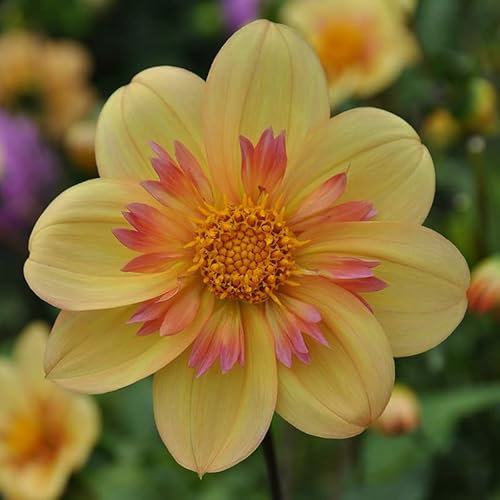 Dahlie Kelsey Annie Joy | 1 Stück | Knolle | Gelb | 100% Blütegarantie | QFB Gardening