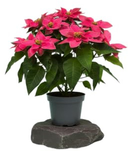 Euphorbia Pulcherrima Rosa Flor de Navidad en Maceta de 14 cm de Diámetro - DECOALIVE Planta Rosa de 50 cm de Altura