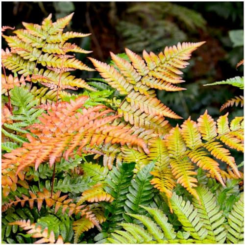 GrowOn Shrubs Dryopteris Copper Shield Fern 'Erythrosora' | Evergreen Plant | Outdoor Garden Ready Plant