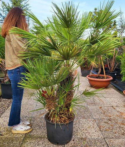 POWERS TO FLOWERS - CHAMAEROPS HUMILIS, PALMA SAN PIETRO, ESEMPLARE RAMIFICATO. VASO 40cm ALTEZZ 160/170CM, pianta vera