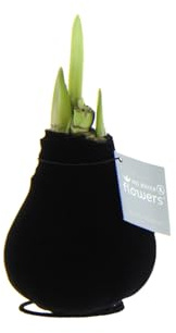 Bloomique - Velvet Schwarz - Amaryllis in Wachs - No Water Flowers - Blumenzwiebel in Wachs - Weihnachtsgeschenke und Deko - 15cm hoch bei Lieferung - Wächst zu 40-60 cm