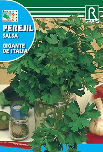 Semilla perejil gigante de Italia - Rocalba
