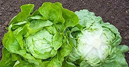 Bingenheimer Kopfsalat Lucinde, Freiland-Kopfsalat für den ganzjährigen Freilandanbau, Bio, 1 Portionstüte