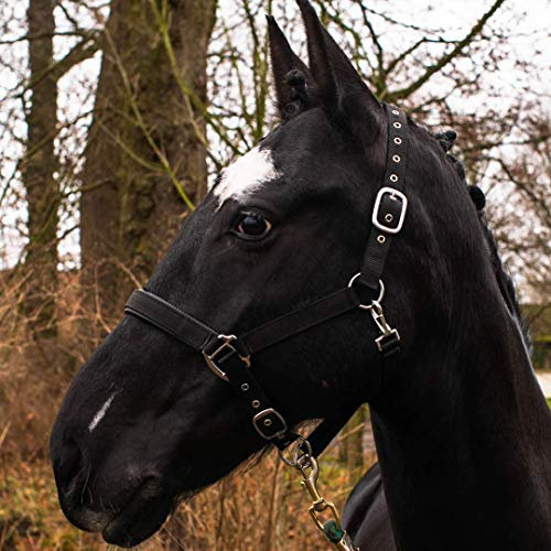 Pferdelinis Halfter für Warmblut, Vollblut, Kaltblut, Pony – Stallhalfter, Weidehalfter, 2-Fach verstellbare Dornschnallen, sicher & reißfest (Schwarz, Warmblut (Full))