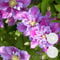 Bloomique - 2er-Set - Clematis Piilu - Großblütige Waldrebe - Rosa-Lila - Kletterpflanzen - Gartenpflanzen - Winterhart - 50-70 cm Hoch - Topf 15 cm