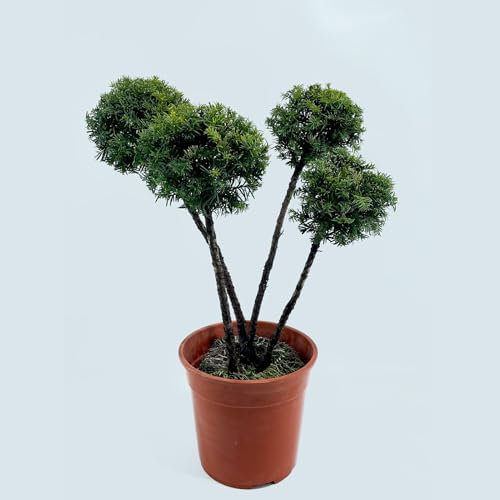 Taxus Aureomarginata Ponpon von Intragarten Goldrand Eibe im Topf