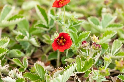 Potentilla atrosanguinea 9x9 cm Topf – Winterhart, Mehrjährig, Pflegeleicht – Fingerkraut – Staude für Steingarten & Beet