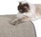 Kratzmatte für Katzen - Fußmatte Sisal Kratzteppich - natürliche Sisalmatte robust - Vorleger aus 100% Sisal - Katzenkratzmatte grau 50 x 50 cm