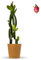 Bloomify® Drachenfrucht Pflanze Drago rot | 80-110 cm hohe Pitahaya | pflegeleichte Pitaya für Kübel oder als Zimmerpflanze | süße Früchte & schöne Blüten
