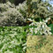 350 pcs Knöterich Samen - blühende rankpflanzen winterhart Knöterich Pflanzen - Polygonum aubertii - Kletterpflanzen Pflanzen Topf gartenblumen mehrjährig winterhart steingartenpflanzen