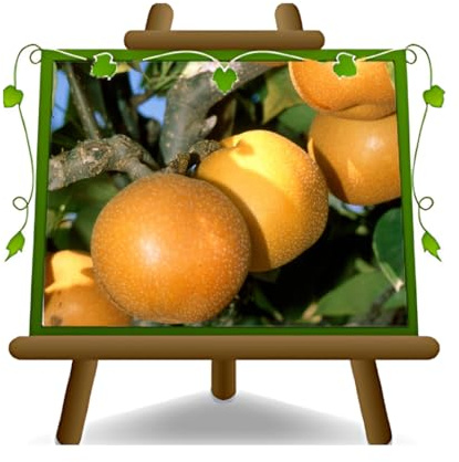 EURO PLANTS VIVAI NASHI Kosui Plante Fruitière Ancienne Âge 4 ans | pot 26 cm Hauteur maximale 180 cm