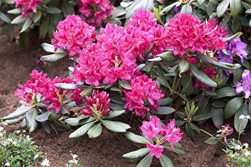 Rhododendron 'Nova Zembla' 40-50 cm - Rhododendron, leuchtend rote Blüten, Blütezeit Mai-Juni, ideal für halbschattige Standorte, winterhart und pflegeleicht