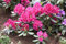 Rhododendron 'Nova Zembla' 40-50 cm - Rhododendron, leuchtend rote Blüten, Blütezeit Mai-Juni, ideal für halbschattige Standorte, winterhart und pflegeleicht