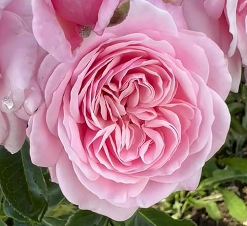 ‘Kiss Me Kate’ Pink Climbing Rose - 4L Potted - Lovely Gift Idea