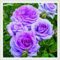 Bunte Rosen, seltene Farben, winterhart, hochwertige Zwiebelblumen, Innen- und Gartendekoration, elegant und schön