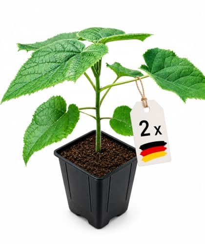 Lot de 2 arbres Paulownia Turbo Pro, Kiribaum, Arbre Impératrice, à croissance rapide, rustique, offrant de l'ombre