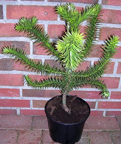 Araucaria Araucana, Höhe: 60-70 cm, Schmucktanne, Affenbaum, Affenschaukel, Andentanne, Winterharte Pflanze