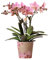 Orquídeas Kolibri | Orquídea Phalaenopsis rosa vieja - Tamaño de la maceta diámetro 12 cm | Joya Treviso