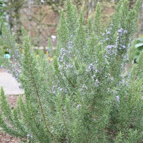1 x Rosmarinus 'Miss Jessop's Upright' immergrüner Strauch Gartenpflanze im Topf.