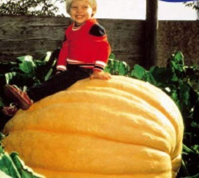 Pezzi - 9x Zucca Atlantico Gigante Zucca Cucurbita Maxima Verdure Piante - Seme K422 - Seeds & Plants Shop by Ipsa