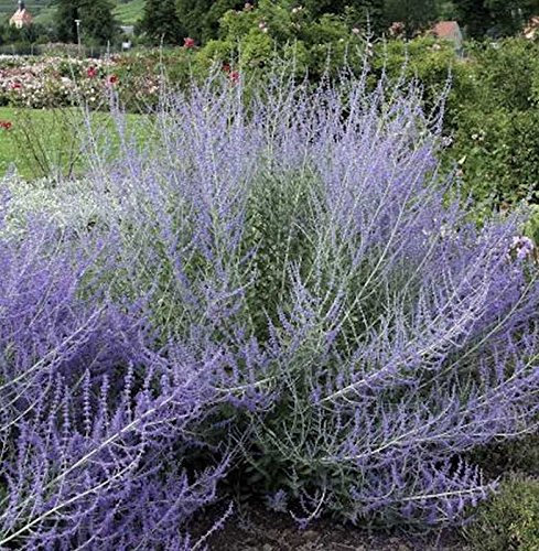 Blauraute Lacy Blue 25-30cm - Perovskia atriplicifolia