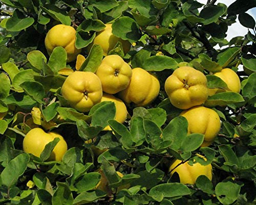 Quitte Cydonia oblonga Pflanze 35-40cm Quittenbaum echte Quitte Obstbaum Rarität