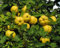 Quitte Cydonia oblonga Pflanze 35-40cm Quittenbaum echte Quitte Obstbaum Rarität
