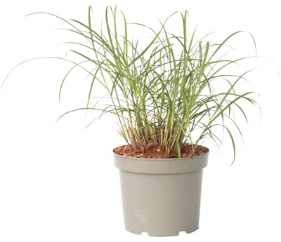 Plant in a Box - Miscanthus sinensis 'Red Chief' - Chinaschilf Zebrinus - Ziergras - Topf 23cm - Höhe 40-60cm