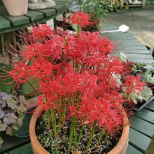 2 piezas bulbos de lirio de araña, plantas perennes balcón planta flores de primavera cebolla lycoris radiata, plantas resistentes para el jardín, plantas perennes resistentes plantas