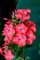 Pianta di Phlox Paniculata pianta pernene ornamentale da esterno pianta vera da fiore vari colori venduta da eGarden.store (Rosso)
