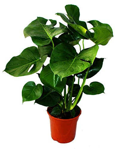 Monstera deliciosa - feuille de fenêtre - pot de 21cm - hauteur env. 50-60cm