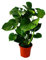 Monstera deliciosa - feuille de fenêtre - pot de 21cm - hauteur env. 50-60cm