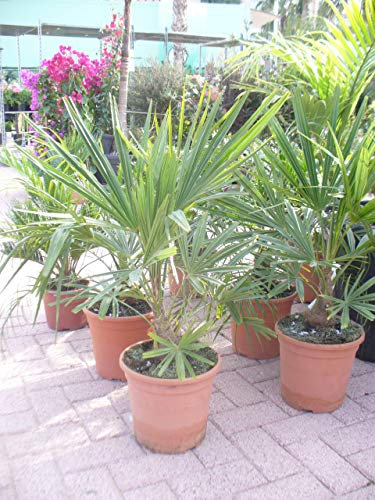Chinesische Hanfpalme - Trachycarpus fortunei - Winterharte-Palme 60 cm