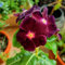 50 pcs Samen Bodendecker Winterhart Immergrün, nachhaltige produkte plantura Immergrün Samen, gartenarbeit seeds balkonpflanzen bienen wiese blumensamen geschenk saat pflanzen garten