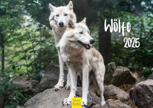 Edition Seidel Premium Kalender Wölfe 2025 Format DIN A4 Wandkalender Tierkalender Tiere Wildtiere Rudel Wolf Wald Natur