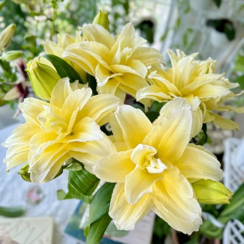 10 pcs lilien zwiebeln winterhart, lilien knollen, blumen balkon bonsai zimmerpflanzen baumlilien zwiebeln blumenstauden winterhart, mehrjährige blumen winterhart kübelpflanzen winterharte