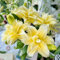 10 pcs lilien zwiebeln winterhart, lilien knollen, blumen balkon bonsai zimmerpflanzen baumlilien zwiebeln blumenstauden winterhart, mehrjährige blumen winterhart kübelpflanzen winterharte
