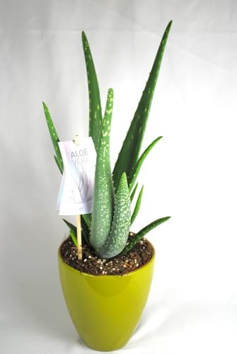 Echte Aloe Vera,medizinisch,ca.45cm, große Pflanzen im 14er Keramiktopf,2 Farben wählbar (helles grün)