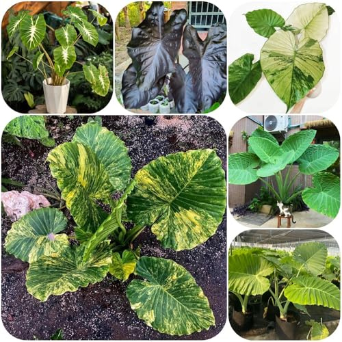 Semi di orecchie di elefante, serre da balcone Colocasia gigantea, verdi prodotti sostenibili d'appartamento facili da curare resistenti giardino roccioso 65pcs
